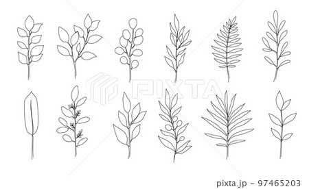 Outline boho tree, eucalyptus leaf set. One continuous line art decorative plant leaves. Editable stroke eucalyptus, fern, salal, olive foliage floral element. Isolated 97465203