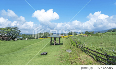 蒜山高原にヒマワリ咲く頃 蒜山高原にヒマワリ咲く頃 97465505