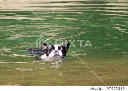 川遊びの人気スポットときがわ町の都幾川で気持ち良さそうに泳ぐ可愛いボストンテリアのマイティ君♡ 97465816