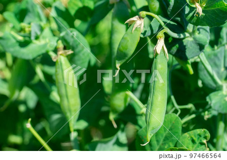 Macro of growing peas in the field, Ripe fresh green peas in organic farm, Green peas hanging in plant... Macro of growing peas in the field, Ripe fresh green peas in organic farm, Green peas hanging in plant... 97466564