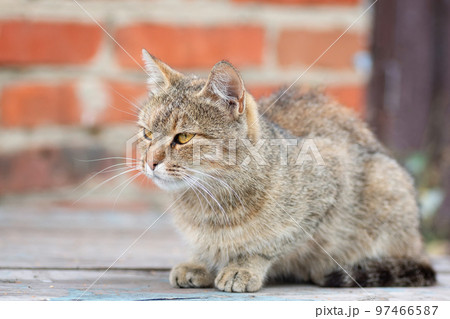 Gray striped cat walks on a leash on green grass outdoors.. Gray striped cat walks on a leash on green grass outdoors.. 97466587