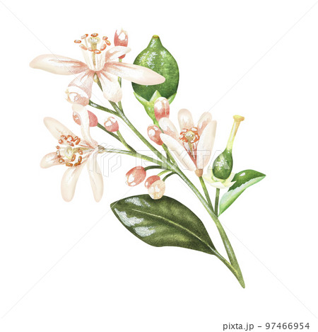 A sprig of white flowers and green lemons. Buds of citrus, orange, bergamot, lime. Watercolor illustration. Isolated on a white background. For design stickers, organic products, nature prints 97466954