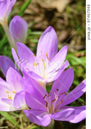 春を告げる野山に咲くかわいいピンクのクロッカスの花 春を告げる野山に咲くかわいいピンクのクロッカスの花 97467048