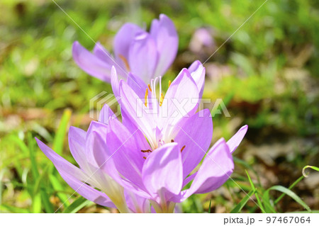 春を告げる野山に咲くかわいいピンクのクロッカスの花 春を告げる野山に咲くかわいいピンクのクロッカスの花 97467064