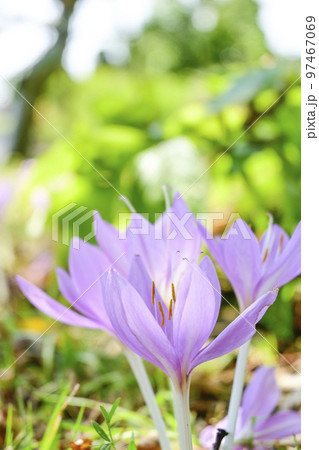 春を告げる野山に咲くかわいいピンクのクロッカスの花 春を告げる野山に咲くかわいいピンクのクロッカスの花 97467069
