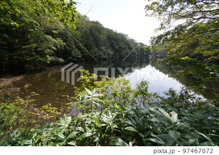 群馬県中之条町六合地区 チャツボミゴケ公園からのハイキングコースにある平兵衛池 2022年9月12日 群馬県中之条町六合地区 チャツボミゴケ公園からのハイキングコースにある平兵衛池 2022年9月12日 97467072