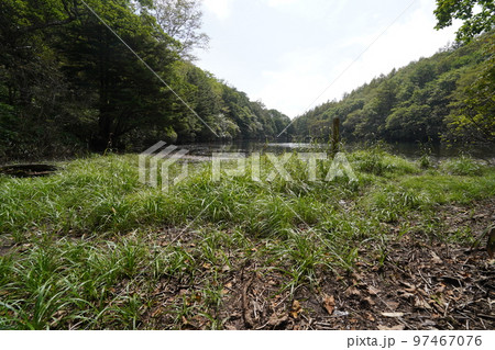 群馬県中之条町六合地区 チャツボミゴケ公園からのハイキングコースにある平兵衛池 2022年9月12日 群馬県中之条町六合地区 チャツボミゴケ公園からのハイキングコースにある平兵衛池 2022年9月12日 97467076