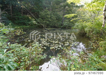 群馬県中之条町六合地区 チャツボミゴケ公園内の群生するチャツボミゴケ 2022年9月12日 群馬県中之条町六合地区 チャツボミゴケ公園内の群生するチャツボミゴケ 2022年9月12日 97467090
