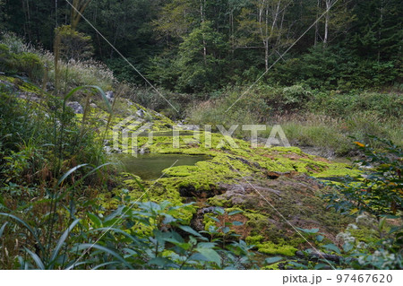 群馬県中之条町六合地区　チャツボミゴケ公園内の群生するチャツボミゴケ　2022年9月12日 97467620