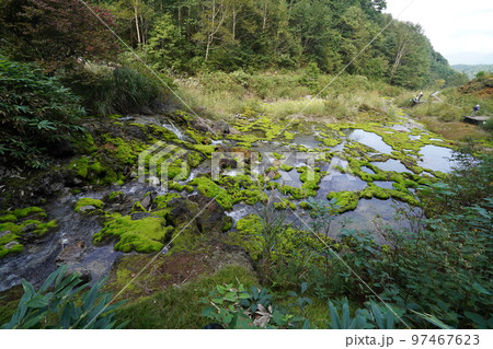 群馬県中之条町六合地区 チャツボミゴケ公園内の群生するチャツボミゴケ 2022年9月12日 群馬県中之条町六合地区 チャツボミゴケ公園内の群生するチャツボミゴケ 2022年9月12日 97467623