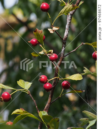 サンザシの赤い果実 学名: Crataegus cuneata サンザシの赤い果実 学名: Crataegus cuneata 97468672