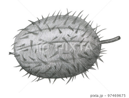 Echinocystis lobata, Echinocystis echinata a grassy annual plant of the family Cucurbitaceae isolated on white background. Mad Cucumber Drawn by Gray Pencil. Echinocystis lobata, Echinocystis echinata a grassy annual plant of the family Cucurbitaceae isolated on white background. Mad Cucumber Drawn by Gray Pencil. 97469675