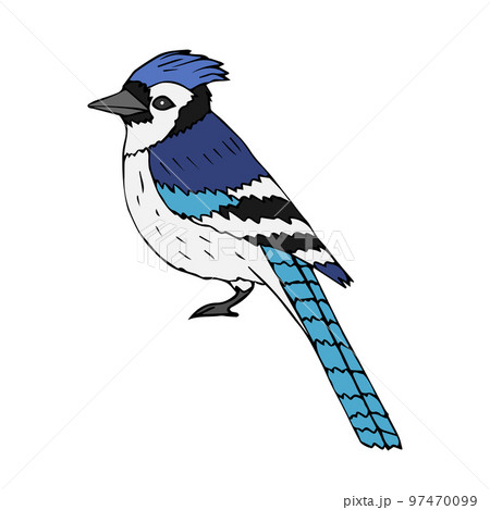 Blue jay bird coloring Royalty Free Vector Image