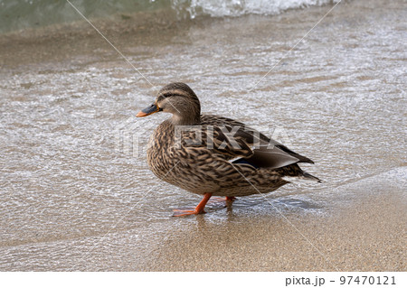 琵琶湖で越冬するマガモのクローズアップ 琵琶湖で越冬するマガモのクローズアップ 97470121