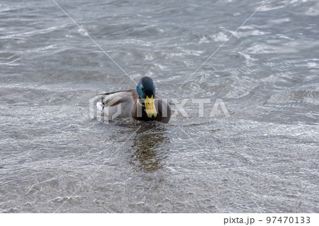 琵琶湖で越冬するマガモのクローズアップ 97470133