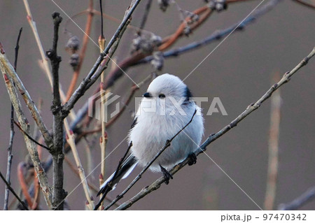 初冬の河川敷に突然現れたシマエナガ 97470342