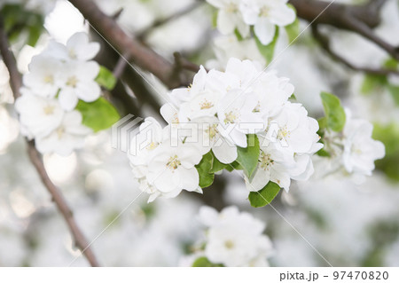 White spring background from blossoming apple branches. White spring background from blossoming apple branches. 97470820