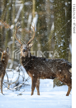 One adult red deer with big beautiful antlers on a snowy forest 97470911