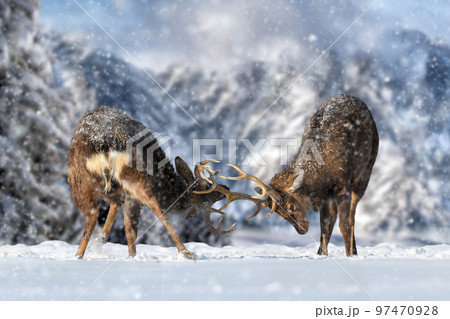 Deers with big antlers are fighting against the background of mountains Deers with big antlers are fighting against the background of mountains 97470928