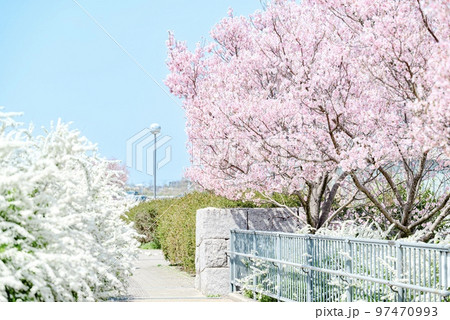雪柳の桜のコラボ 雪柳の桜のコラボ 97470993