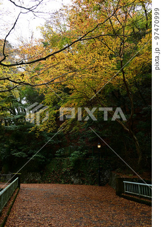 箕面の紅葉 97470999