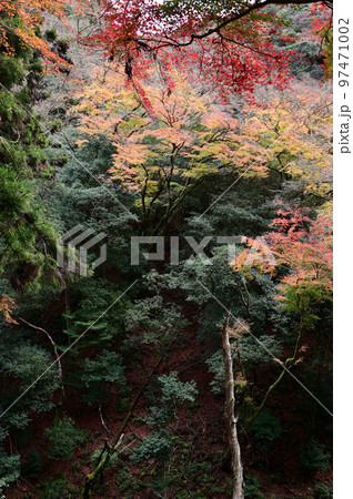 箕面の紅葉 97471002