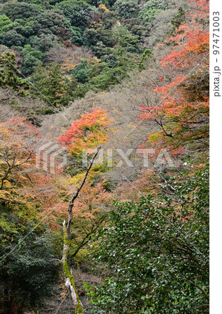 箕面の紅葉 97471003