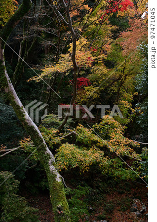 滝道の紅葉 97471045