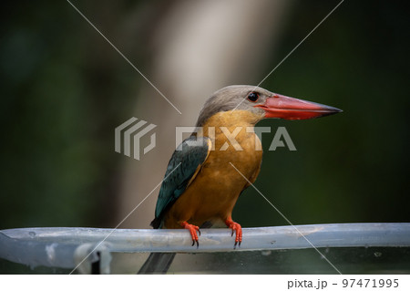 Stork-billed Kingfisher on the branch tree. Stork-billed Kingfisher on the branch tree. 97471995