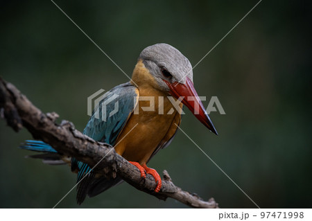 Stork-billed Kingfisher on the branch tree. Stork-billed Kingfisher on the branch tree. 97471998