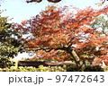 肥後細川庭園の紅葉 97472643