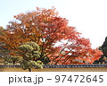 肥後細川庭園の紅葉 97472645