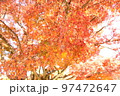 肥後細川庭園の紅葉 97472647