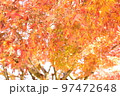 肥後細川庭園の紅葉 97472648