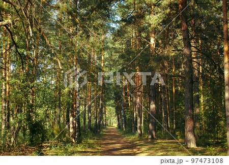 The forest path runs between mostly pine trees, forming an alley in a green forest in the rays of the evening sun. Tree shadows fall on the path The forest path runs between mostly pine trees, forming an alley in a green forest in the rays of the evening sun. Tree shadows fall on the path 97473108