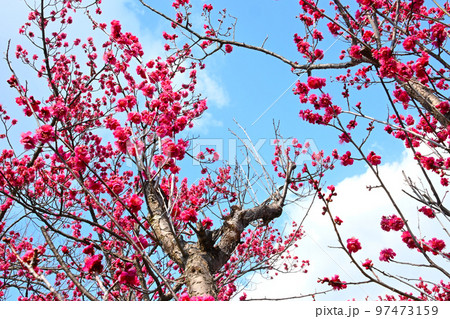 梅林公園の梅の花 梅林公園の梅の花 97473159