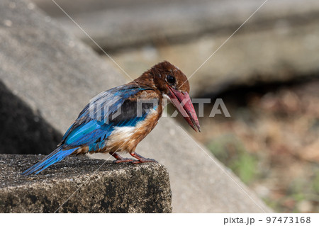 White-throated Kingfisher close up shot (Animal Portrait) 97473168