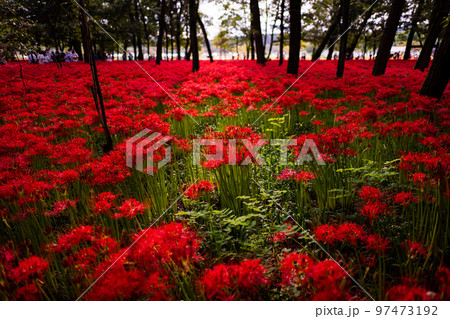 巾着田の曼珠沙華 97473192