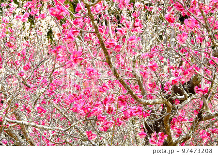 梅林公園の梅の花 梅林公園の梅の花 97473208