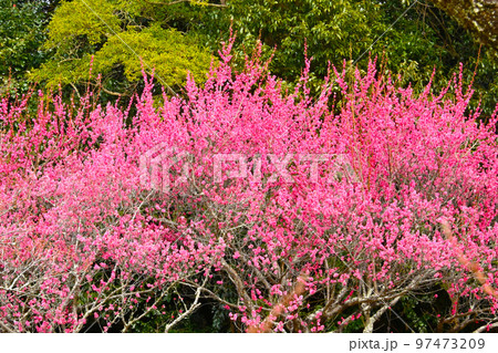 梅林公園の梅の花 97473209