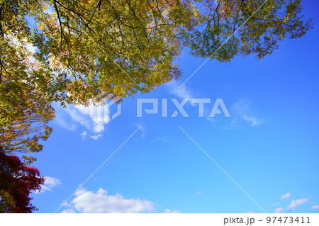 爽やかな大空にそびえる秋のケヤキ 97473411