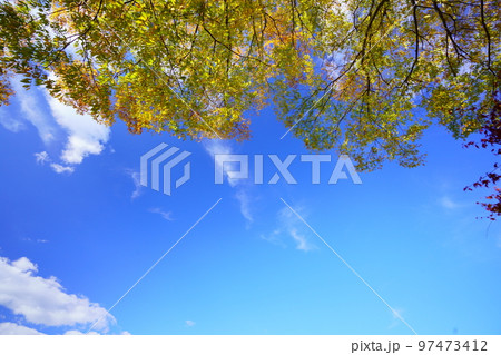 爽やかな大空にそびえる秋のケヤキ 97473412