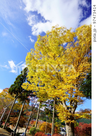 京都和束・和束荘の紅葉 97473414