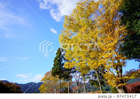 京都和束・和束荘の紅葉 97473417