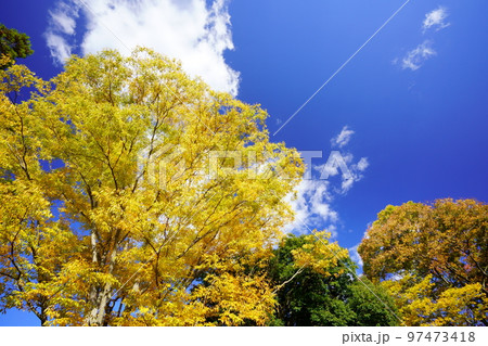 京都和束・和束荘の紅葉 97473418