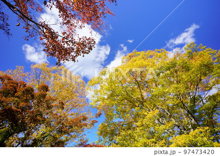 京都和束・和束荘の紅葉 97473420