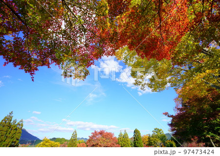 京都和束・和束荘の紅葉・大木のフレーム 97473424