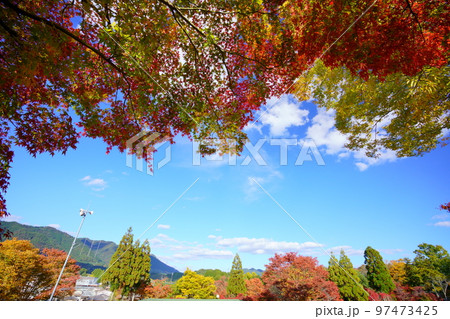 京都和束・和束荘の紅葉・大木のフレーム 97473425