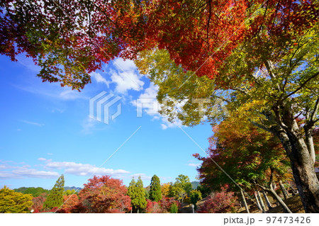 京都和束・和束荘の紅葉・大木のフレーム 97473426