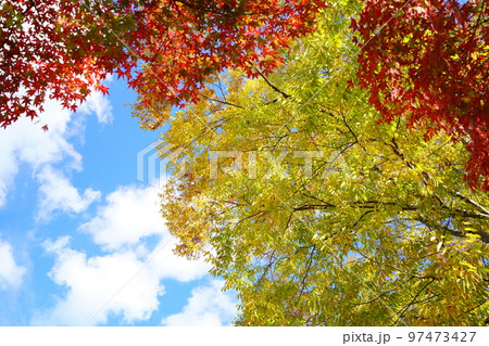 京都和束・和束荘の紅葉・大木のフレーム 97473427